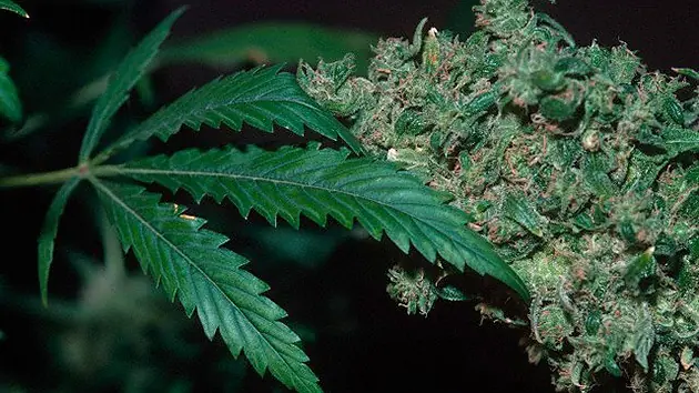 Drogas, ¿en el límite del bien y del mal?
