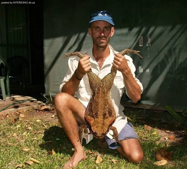 Ranas Alucinogenas