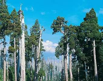 arboles
