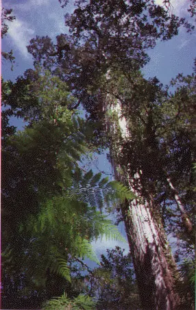 raros