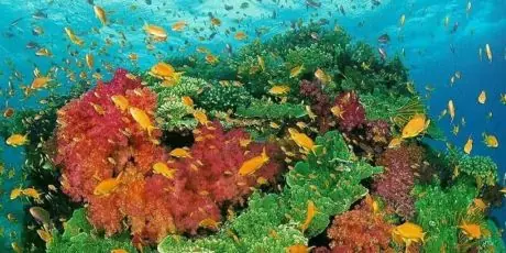 greenpeace