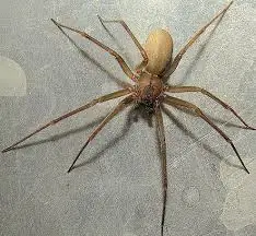 araña