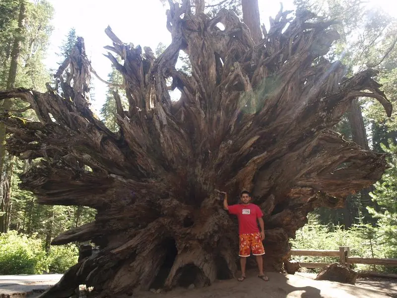 Arboles Milenarios