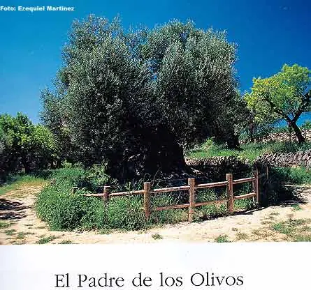 Arboles Milenarios