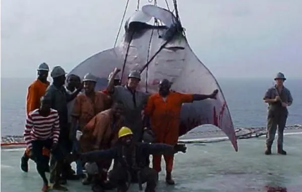 “Diablo del mar” Hallan Mantarraya gigante