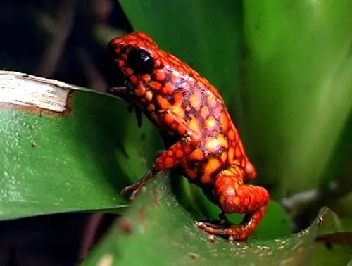 Ranas Alucinogenas