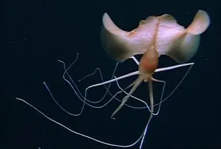 Impresionante video de criatura alienigeno submarina