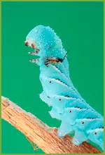 Avispas parasitoides