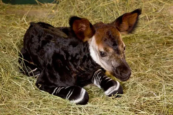 okapi
