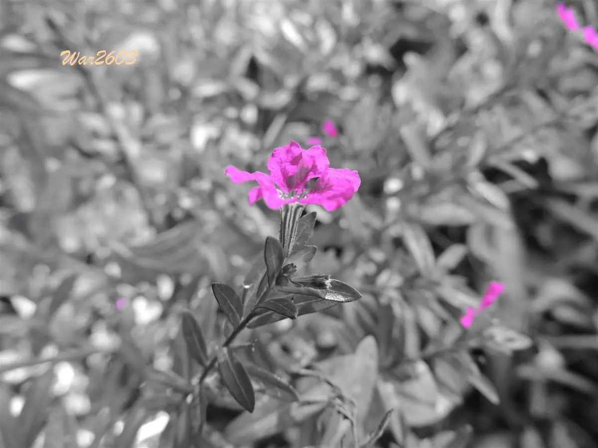 Te gusta la fotografía? Pasá y algo vas a aprender.