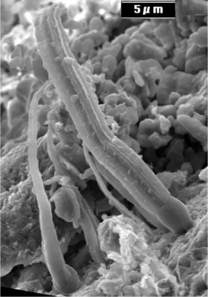 lo del meteorito con bacterias era chamuyo...