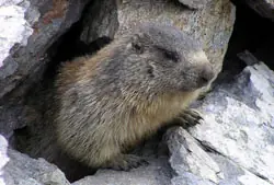 10 cosas asombrosas que no sabías sobre animales.