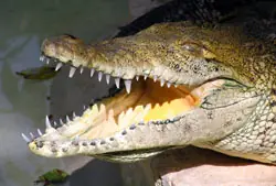10 cosas asombrosas que no sabías sobre animales.