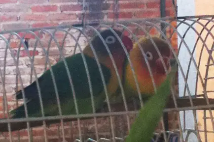 amor