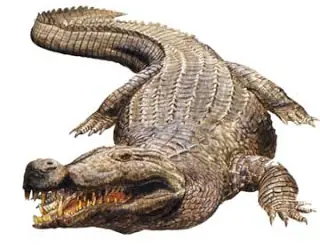 Animales Prehistoricos parte 4