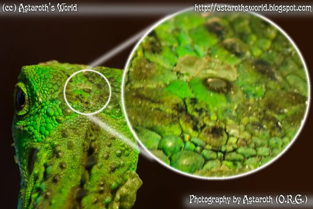 ¿Sabías que muchos reptiles poseen un tercer ojo en su cab