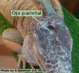 reptiles