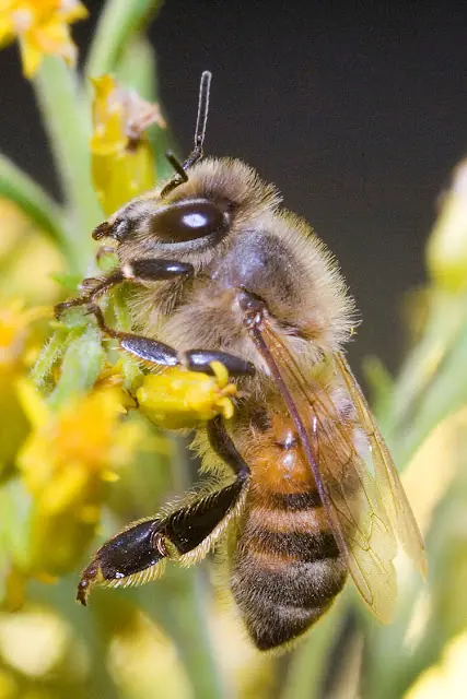 abejas