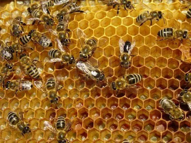 abejas