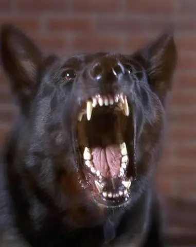 ¿Que hacer si un perro te quiere matar o ataca a otro?