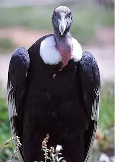 El Cóndor
