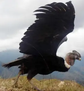 condor
