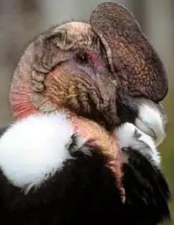 El Cóndor