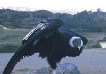 El Cóndor