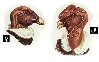 El Cóndor