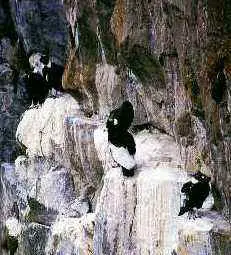 condor