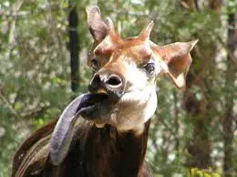 Jirafas