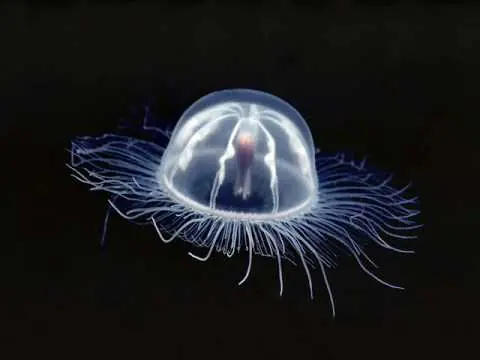 Los animales más longevos del mundo