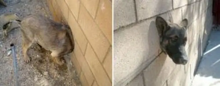 Querés una cabeza de perro para la pared de tu living? jaja