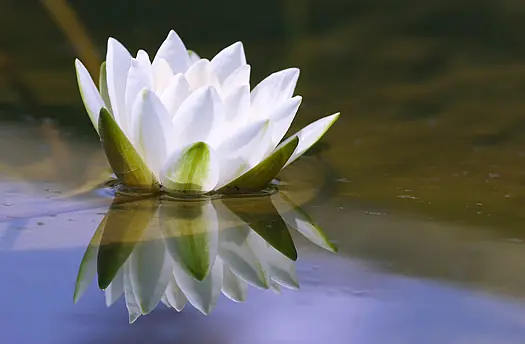 meditar