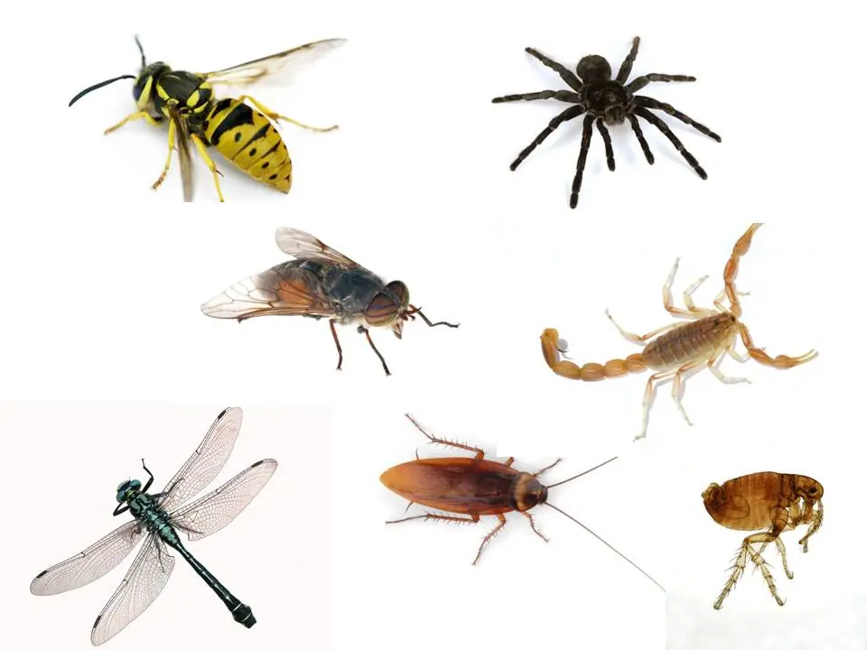 La ONU aconseja comer insectos