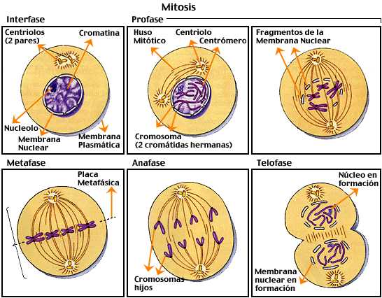 mitosis