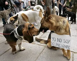 Hay perrito .. Que bardo ..