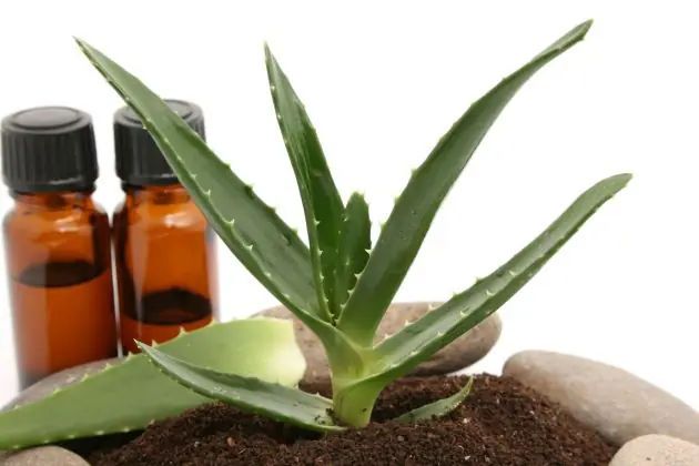 10 beneficios de tomar Aloe Vera