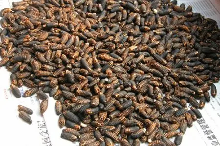 Descubren cómo los gusanos se regeneran