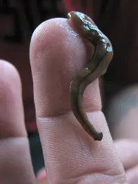 gusanos
