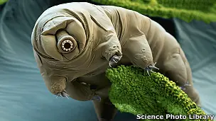 ¿Cuál es el animal más resistente? y otras cuestiones