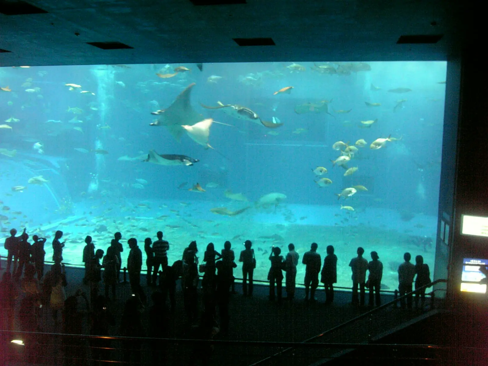 mantarayas