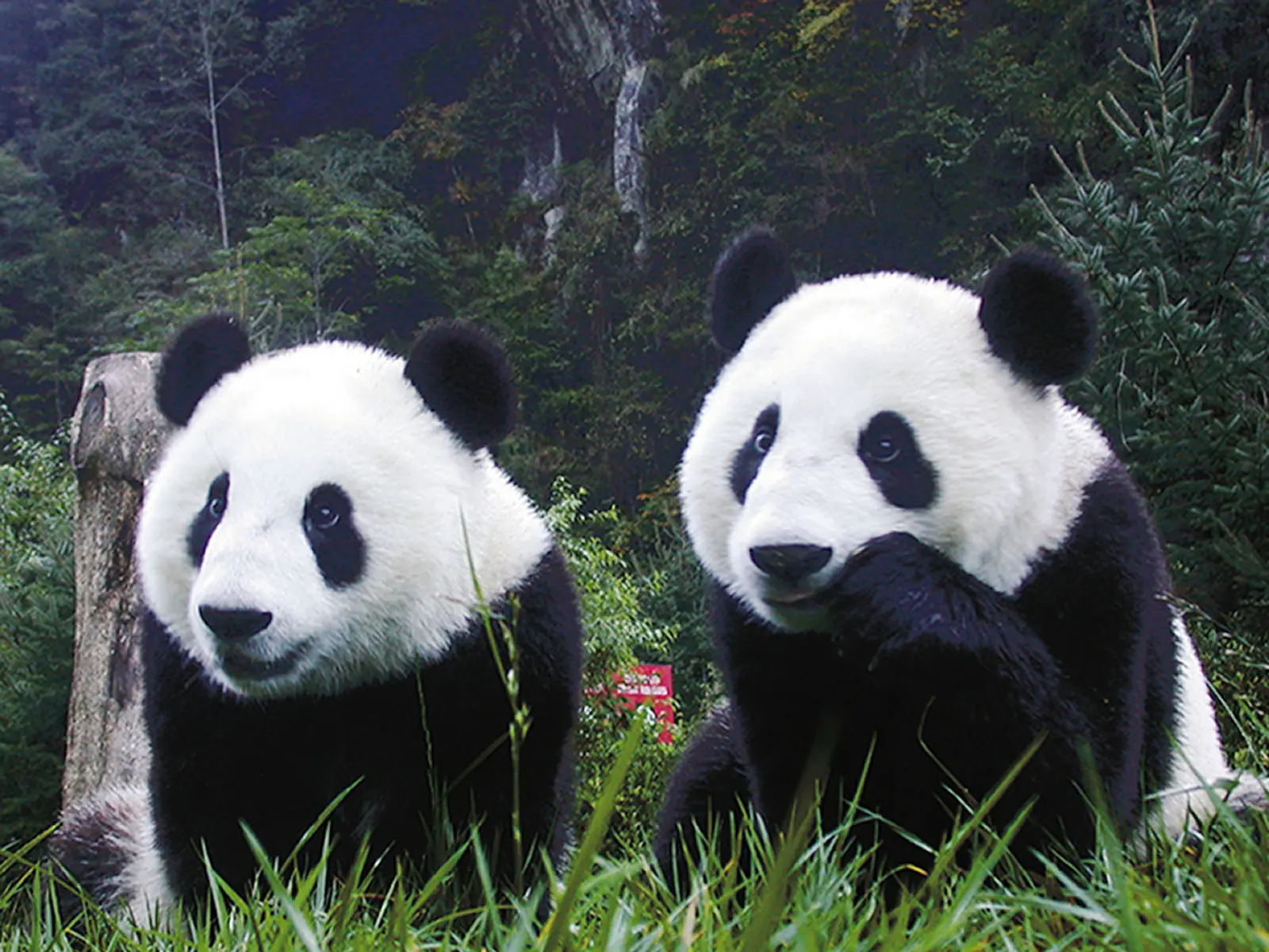 Oso panda milagroso
