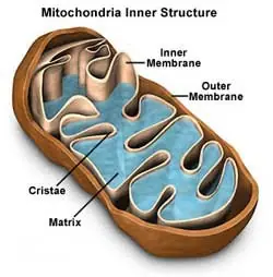 Eva mitocondrial