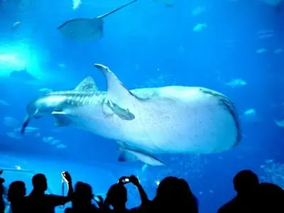 Acuario