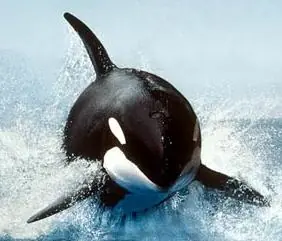 orcas
