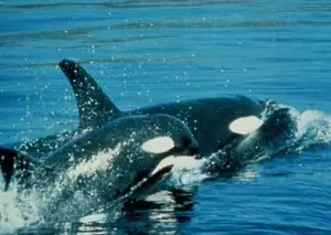 orca