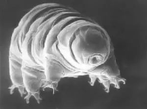 El Animal Mas Resistente Del Mundo.(Casi Indestructible)
