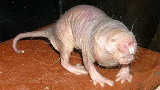 La rata-topo: sin pelaje, pero 'blindada' contra el cancer.