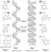 ácido